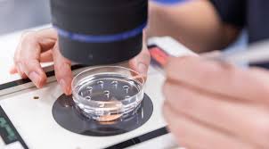 Conventional IVF